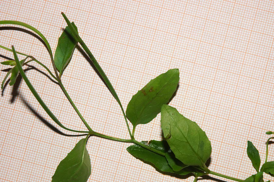 Epilobium collinum / Epilobio di collina